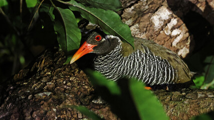 Okinawa rail (Hypotaenidia okinawae) resting on a tree during the night