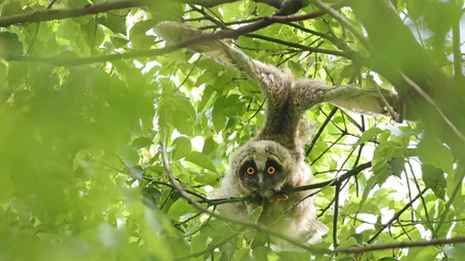 Long-eared owl (Asio otus) juvenile in a threat display, Japan