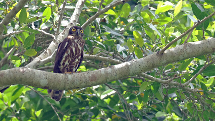 Northern boobook (Ninox japonica) perched in daytime, Japan