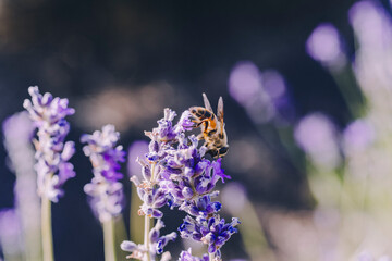 Bee resting on lavender flower at golden hour