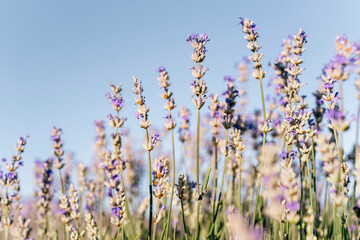 Low angle close up of lavender flowers in bloom with blue sky background