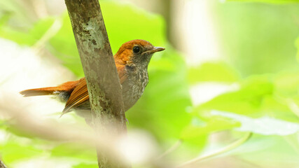 Okinawa robin juvenile (Larvivora namiyei), endemic bird of Japan