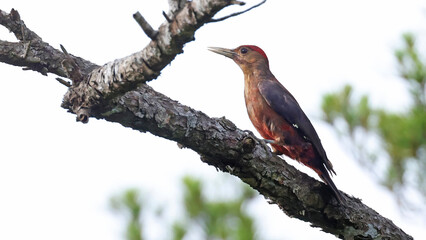 Okinawa woodpecker (Dendrocopos noguchii), endemic bird of Japan