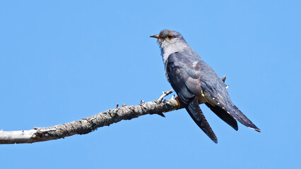 Oriental cuckoo (Cuculus optatus) perched on a branch, Japan