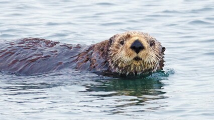 Sea otter (Enhydra lutris) close up looking at you, Japan