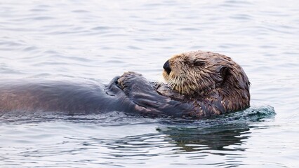 Sea otter (Enhydra lutris) resting in water, Japan