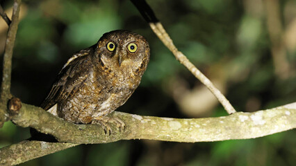 Ryukyu scops-owl (Otus elegans) by night, Japan