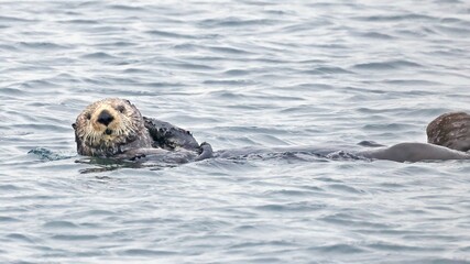 Sea otter (Enhydra lutris) in water looking at you, Japan