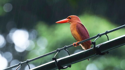Ruddy kingfisher (Halcyon coromanda) perched on a wiring, Japan