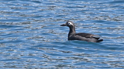 Spectacled guillemot or (Cepphus carbo), seabird of Japan