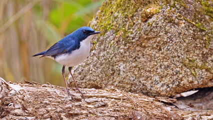 Siberian blue robin (Larvivora cyane), beautiful japanese bird