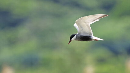 Whiskered tern (Chlidonias hybrida) in flight, Japan