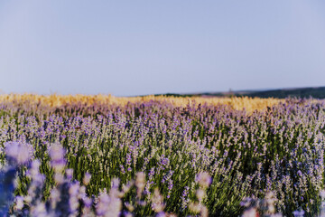 Layered, textured landscape with lavender and wheat fields