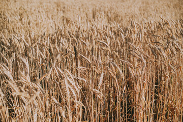 Golden wheat field with ripe stalks blowing in the wind
