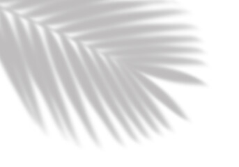 A softly blurred palm frond silhouette creates an ethereal, modern backdrop with shades of gray against a clean black canvas, transparent background