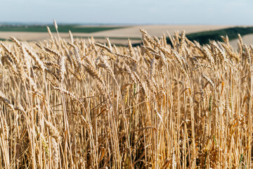Golden wheat field with ripe stalks blowing in the wind