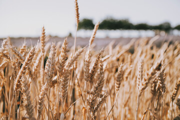 Close up of golden wheat field with ripe stalks blowing in the wind