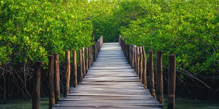 A wooden bridge on stilts above a mangrove forest