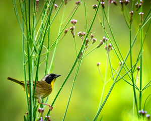 A captivating moment as a Common Yellowthroat pauses in its foraging, displaying its striking black...
