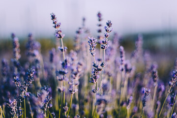 Lavender in sharp focus with soft background