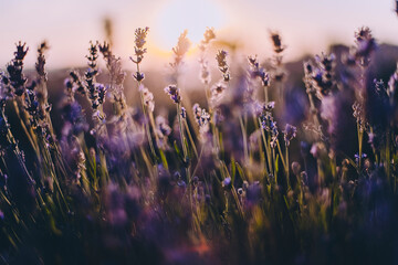 Close up of lavender flowers in bloom with moody sunset light