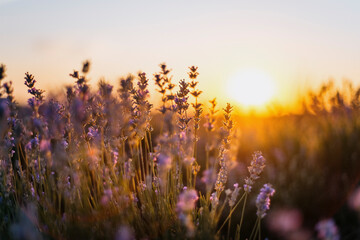 Close up of lavender flowers in bloom with soft sunset light