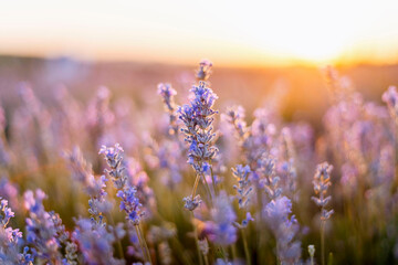 Close up of lavender flowers in bloom with soft sunset light