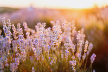 Close up of lavender flowers in bloom with soft sunset light