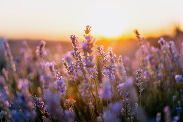 Close up of lavender flowers in bloom with soft sunset light