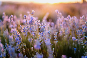 Close up of lavender flowers in bloom with soft sunset light
