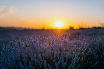 Lavender field glowing at sunset