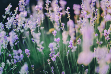 Closeup of blooming lavender flowers