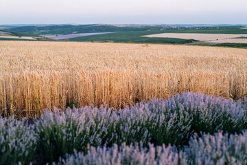 Lavender and wheat fields rural landscape