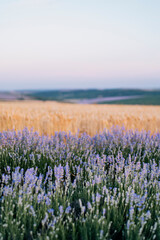 Rolling lavender and wheat fields with sky at dusk