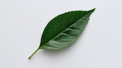 Fototapeta premium Single green leaf