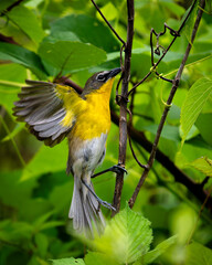 A flash of yellow in the thicket! This vibrant male Yellow-breasted Chat skillfully gleans an insect from the underside of a leaf, a characteristic feeding behavior of the species