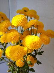 bouquet of yellow chrysanthemum flowers in a vase with a sunbeam  on them