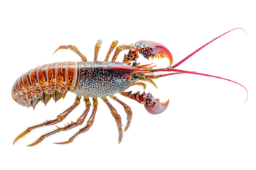 Lobster isolated on a white background as fresh seafood or shellfish food concept as a complete red shell crustacean in an overhead view isolated on a white background.