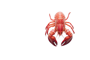 Lobster isolated on a white background as fresh seafood or shellfish food concept as a complete red shell crustacean in an overhead view isolated on a white background.