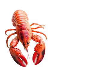 Lobster isolated on a white background as fresh seafood or shellfish food concept as a complete red shell crustacean in an overhead view isolated on a white background.