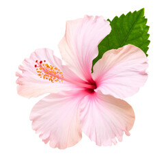  Side View of Pink Hibiscus with Green Leaf and Subtle Shadow, isolated on a transparent background