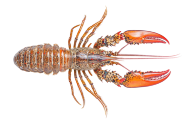 Lobster isolated on a white background as fresh seafood or shellfish food concept as a complete red shell crustacean in an overhead view isolated on a white background.