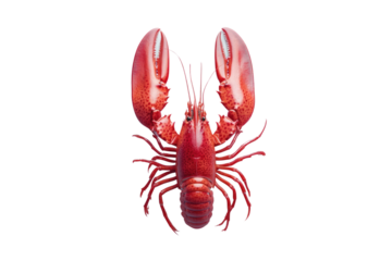 Lobster isolated on a white background as fresh seafood or shellfish food concept as a complete red shell crustacean in an overhead view isolated on a white background.