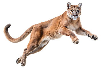 Obraz premium mountain lion or puma leap jump on isolated white background, PNG
