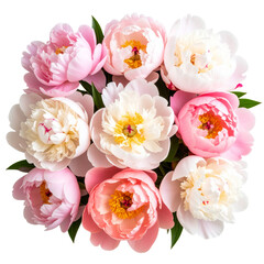 Top View of Peony Cluster in Shades of Pink and Coral, isolated on a transparent background"
