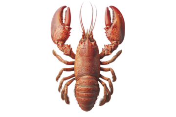 Lobster isolated on a white background as fresh seafood or shellfish food concept as a complete red shell crustacean in an overhead view isolated on a white background.