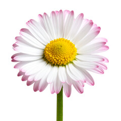 pink gerber daisy isolated a transparent background 