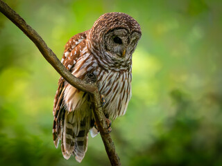 A magnificent barred owl, its dark eyes contrasting with its gray facial disk, intently focused on...