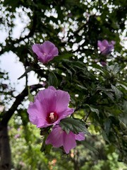 Close-up of purple hibiscus flowers on a green bush with blurred background and natural outdoor lighting.