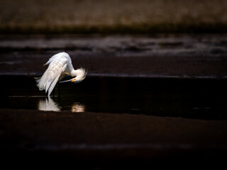 Lowcountry serenity and a magnificent Snowy Egret, tending to its feathers in the calm waters of a...